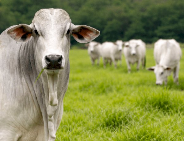 Indicador do Boi Datagro no Rio Grande do Sul será lançado na Expointer