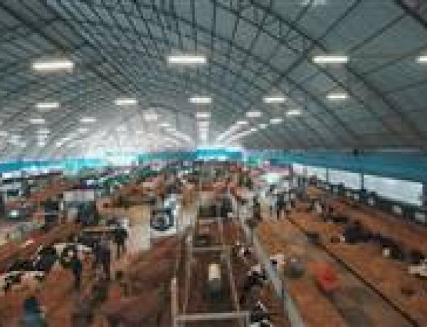 Raças Holandesa e Jersey abrem inscrições de animais para o Agroleite 2026
