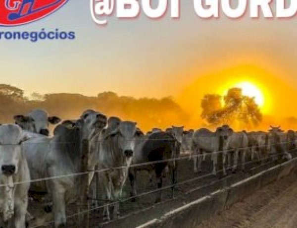 Falta de animais para reposição é um dos grandes desafios dos confinamentos de Goiás