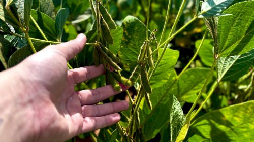 Goiás deve ter recorde no valor bruto da produção agropecuária em 2025