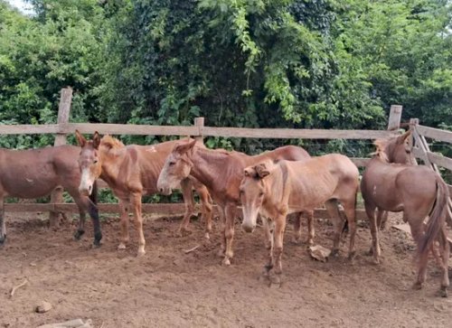 Operação em Goiás desmantela esquema de carne imprópria e fecha fábrica e abatedouro clandestino de cavalos