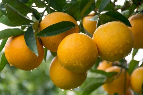 aumento na demanda impulsionando preços da laranja in natura