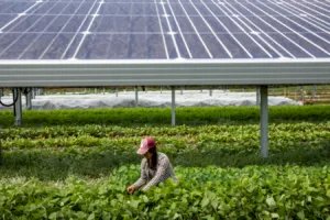 Encontro debate energia solar no agronegócio, em Brasília