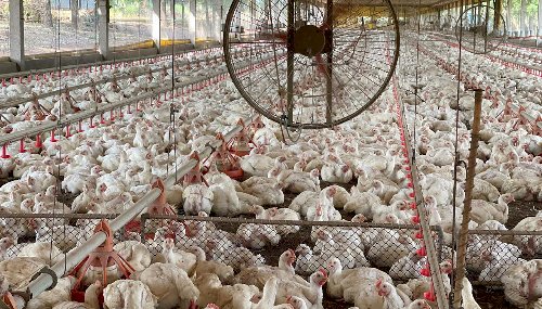 CEPEA: Elevação no preço do frango; Exportações se reaquecem