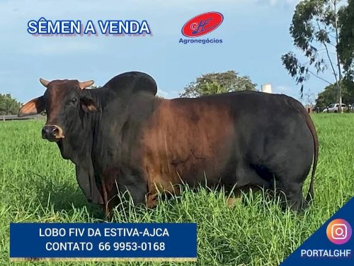 Programa de Melhoramento Genético Bovino atende todas as regiões de Goiás