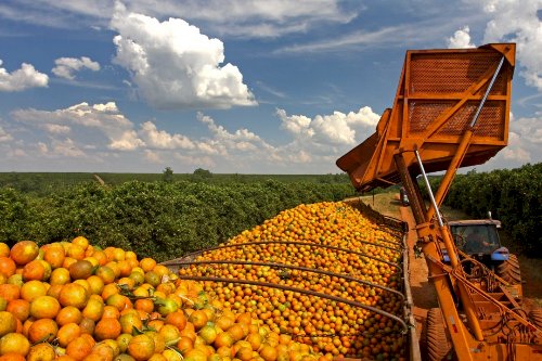 Preço da laranja sobe e mercado reage