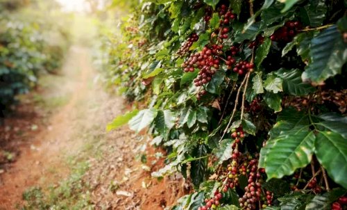 Commodities causam disparada do preço de terras agrícolas no Brasil
