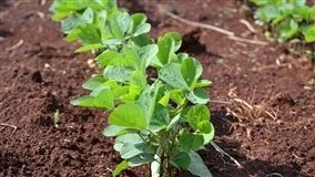 Soja guaxa resistente desafia produtores de milho e sorgo