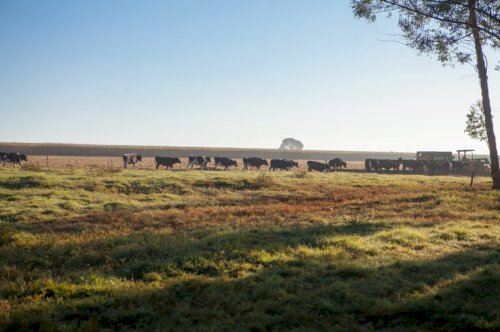 Goiás reforça seu papel estratégico na agropecuária