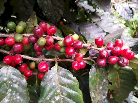 Café volta a subir em Nova York com oferta limitada, tarifaço dos EUA e dólar fraco