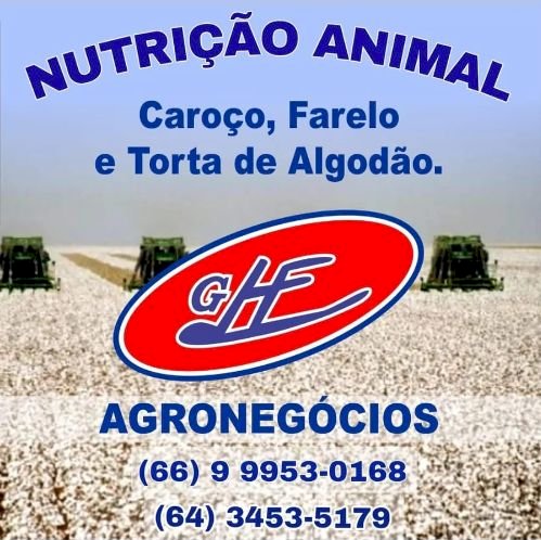 Ceará discute regras para algodão orgânico e transgênico