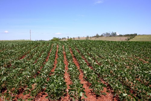 Endividamento no agronegócio pressiona produtores e pedidos de recuperação judicial crescem 45%