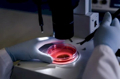 Brasil obtém autorização para exportar soro fetal bovino à União Econômica Euroasiática