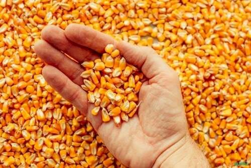 Colheita atrasada e gargalos logísticos desafiam competitividade do milho brasileiro na temporada de exportação