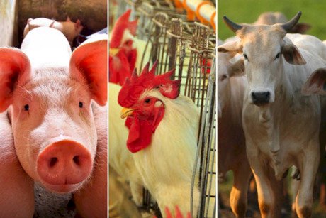 Desempenho do frango, boi e suíno vivos em agosto e nos oito primeiros meses de 2025