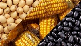 Safra 2025/26 inicia sob alerta com relações de troca desfavoráveis no mercado de fertilizantes