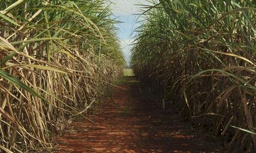 Indicadores essenciais para a colheita de cana