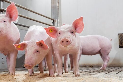 Suíno: Embarques de carne suína aumentam 2,8%
