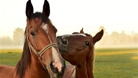 Brasil fecha os olhos para o abate de cavalos
