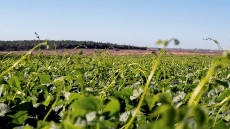 Falta de chuvas reduz área plantada de feijão em Minas Gerais