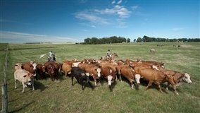 Mato Grosso amplia envios de bovinos para outros estados