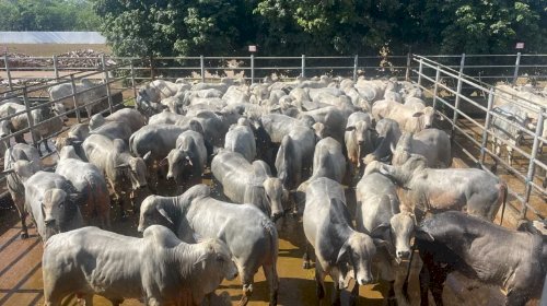 Produção pecuária em 2024 soma R$ 123,9 bilhões e consolida carnes e leite como pilares do agro