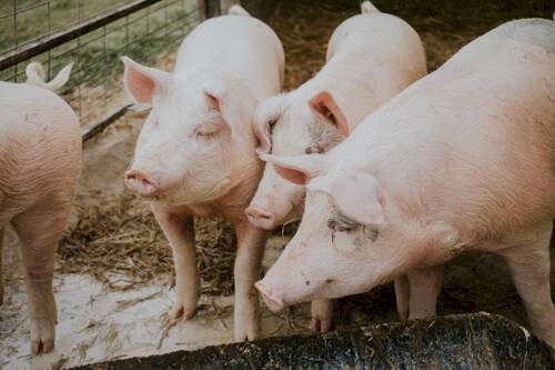 Chile é o segundo maior destino da carne suína brasileira