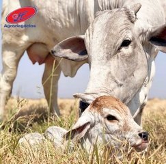 Preço de bezerros sobe em Mato Grosso