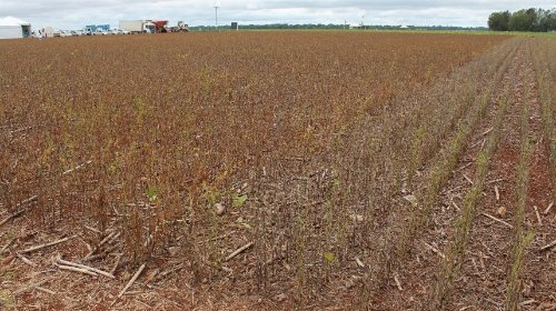 Goiás inicia plantio da soja com foco em novo recorde e aposta em nova fronteira agrícola