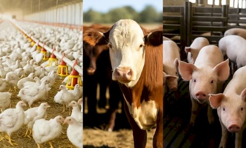 Desempenho do frango, boi e suíno vivos em setembro e nos nove primeiros meses de 2025