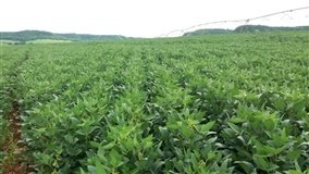 Soja com negócios lentos e preços baixos