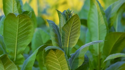 Sol e chuvas leves favorecem cultivo de tabaco