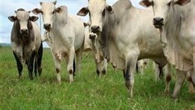 Doença viral em bovinos na Espanha acende alerta