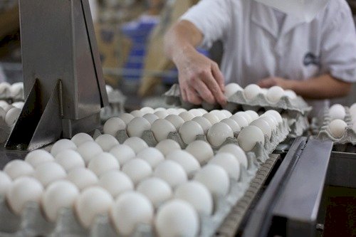 Exportações de ovos crescem 39,7% em setembro e acumulam alta de 174% no ano