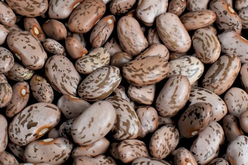 Feijão, batata e mel estão entre os produtos com maiores bônus do PGPAF em outubro