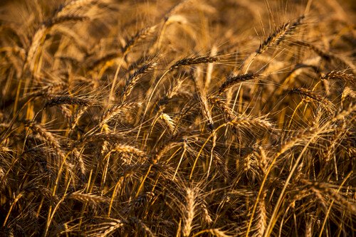 Trigo começa semana de forma lenta