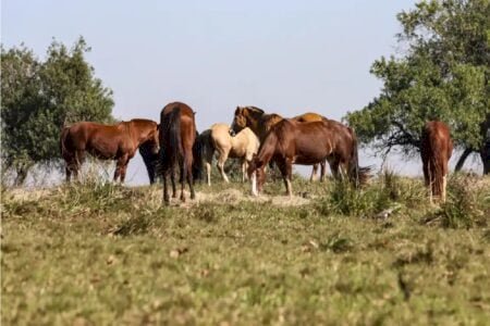 Sobe para sete o número de cavalos mortos após comer feno contaminado em Goiânia