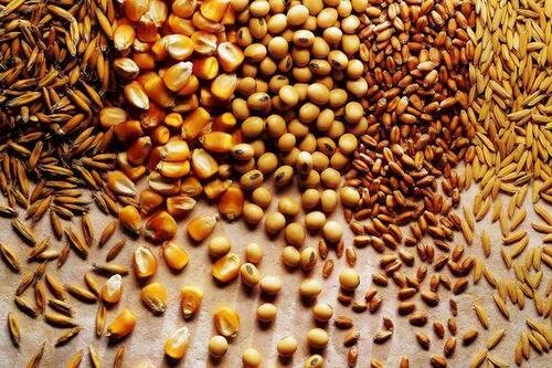 Exportações brasileiras de soja e milho disparam e total de grãos deve superar 153 milhões de toneladas em 2025