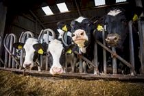 PI: Embrapa lança projeto para fortalecer pecuária
