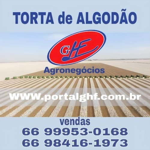 Algodão e a paridade de exportação entenda o cenário