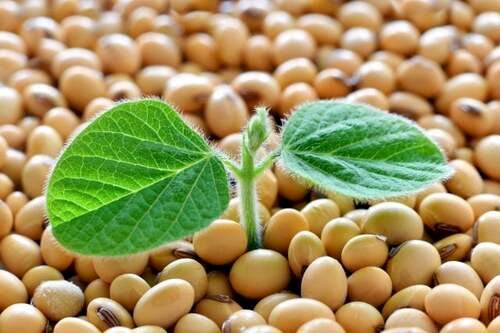 Seguros se tornam aliados estratégicos diante dos desafios do agronegócio