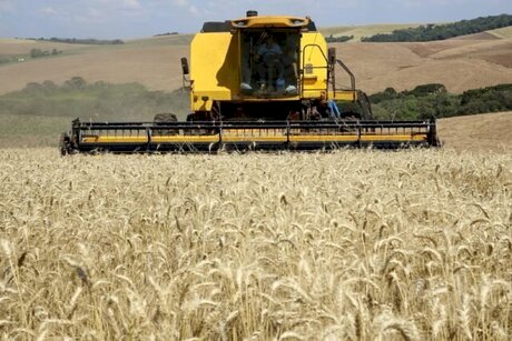 Trigo, soja e milho operam com leves ajustes nos mercados