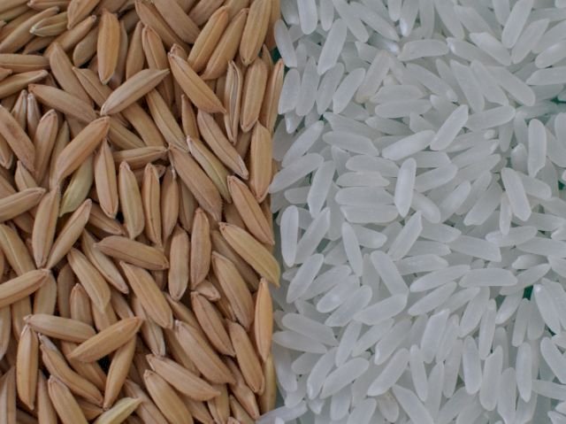 Setor do arroz alerta para colapso e cobra união entre lavoura, indústria e governo