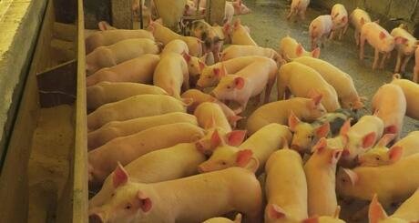 Suinocultores perdem poder de compra em outubro