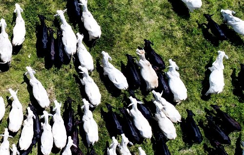 Brazilian Beef expande rotas comerciais e fortalece presença no mercado chinês