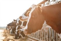 Biosseguridade: o primeiro passo para um rebanho saudável