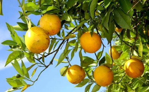 Chuvas trazem alívio mas safra de citros pede mais água
