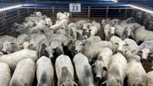 Circuito Nelore avalia 760 animais em etapa realizada em Alta Floresta