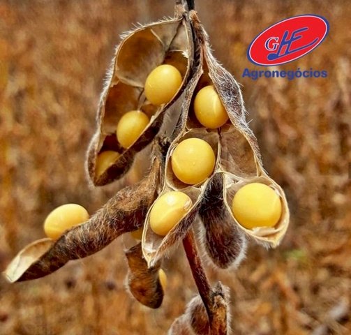 Soja: otimismo some de Chicago