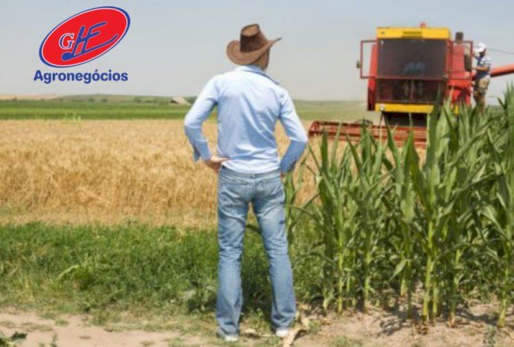 Confira como está o mercado do milho